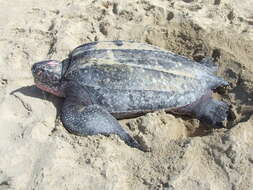 Image of Leatherback sea turtle