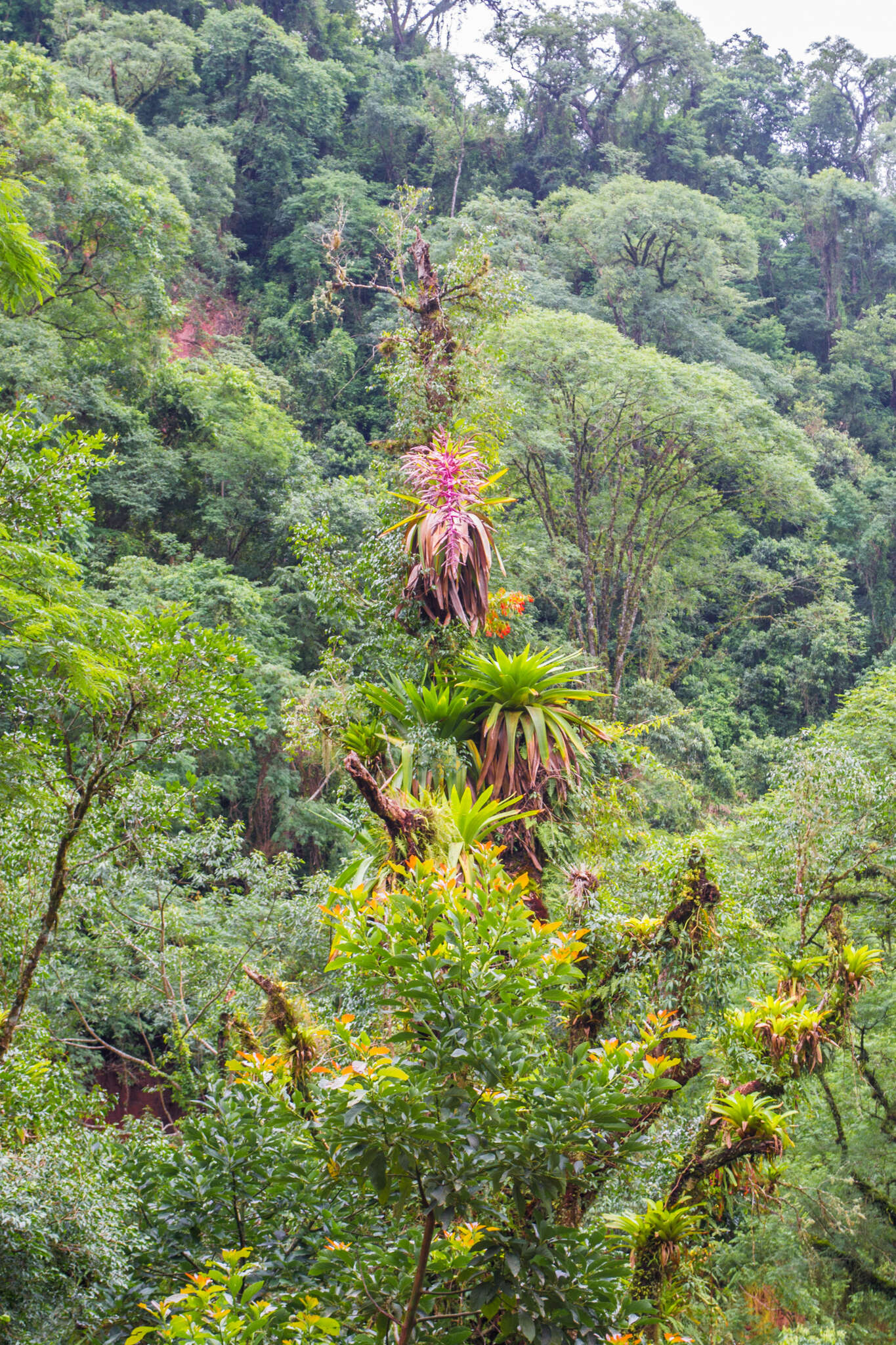 Imagem de Tillandsia australis Mez