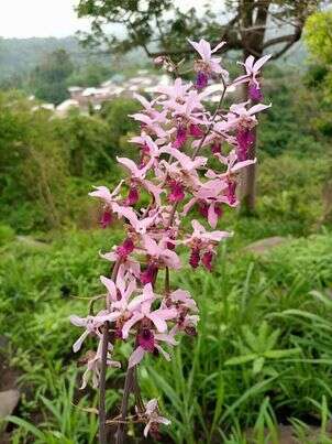 Image of Eulophia cristata (Afzel. ex Sw.) Steud.