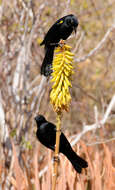 Image of Yellow-shouldered Blackbird