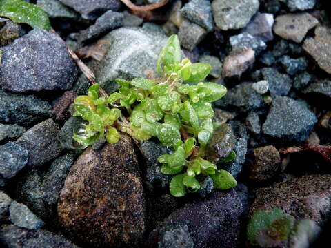 Image of Montia fontana subsp. fontana