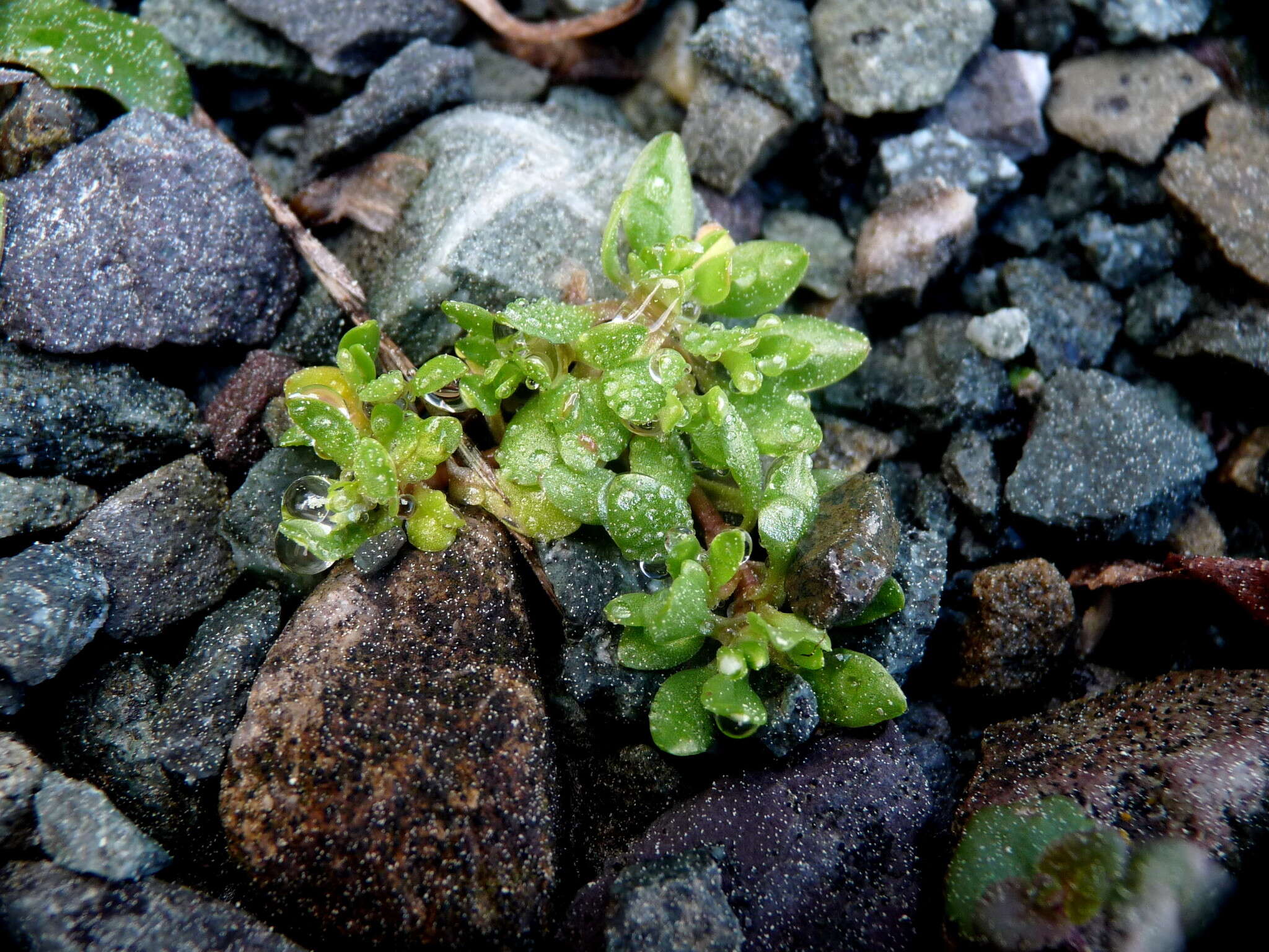 Image of Montia fontana subsp. fontana