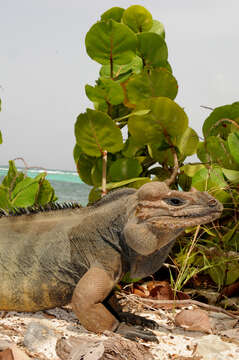 Image of Mona Island Iguana