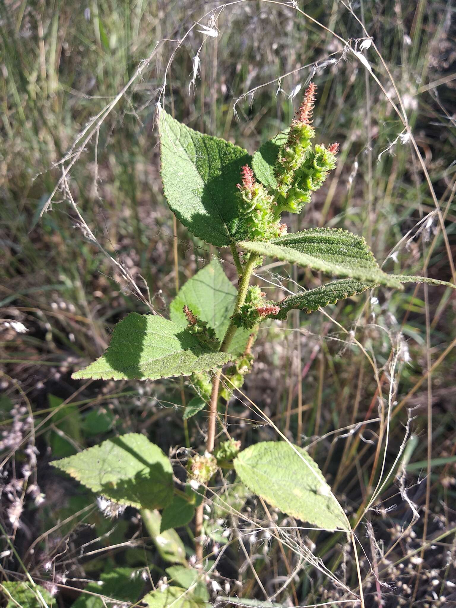 Imagem de Acalypha monostachya Cav.