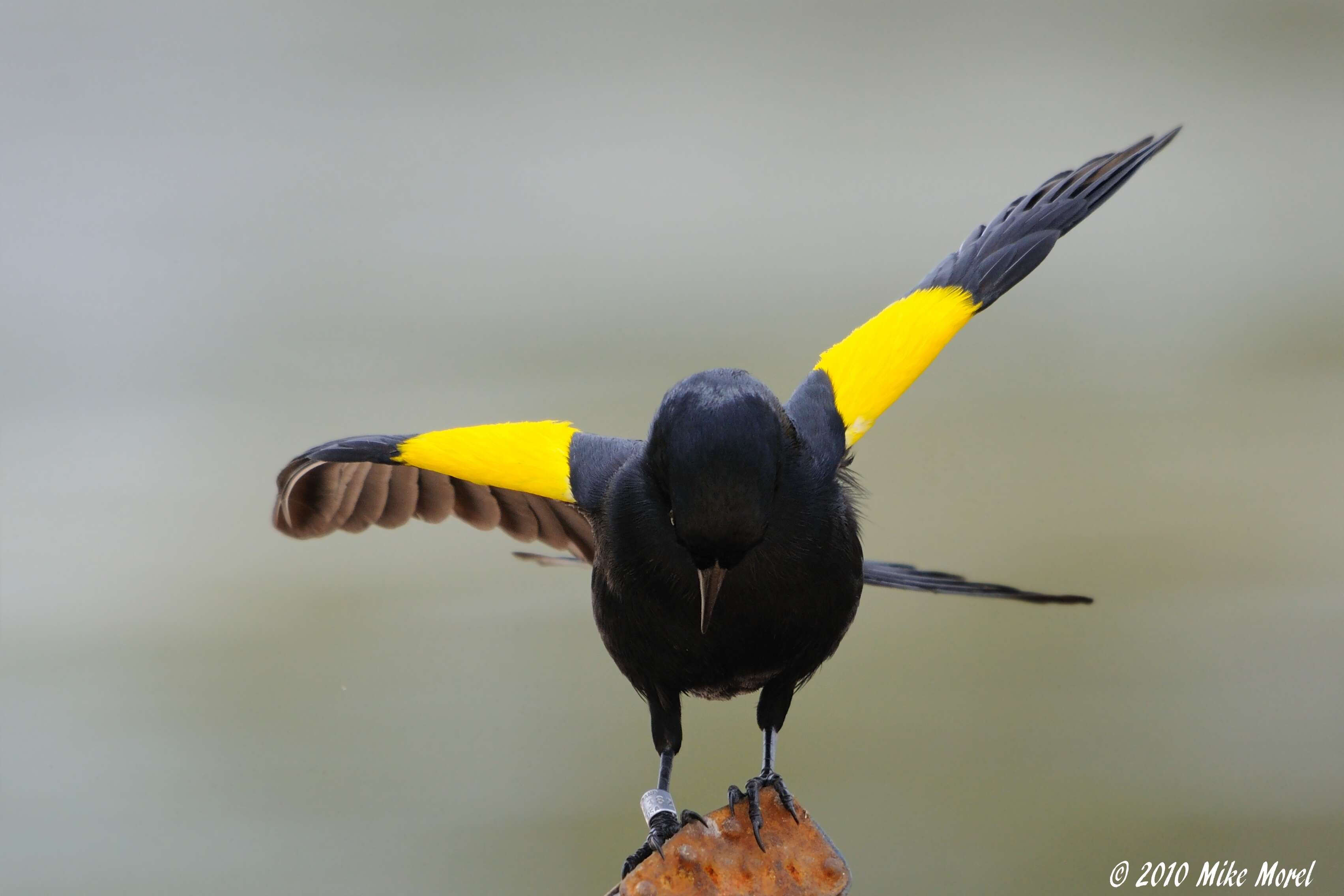 Image of Yellow-shouldered Blackbird