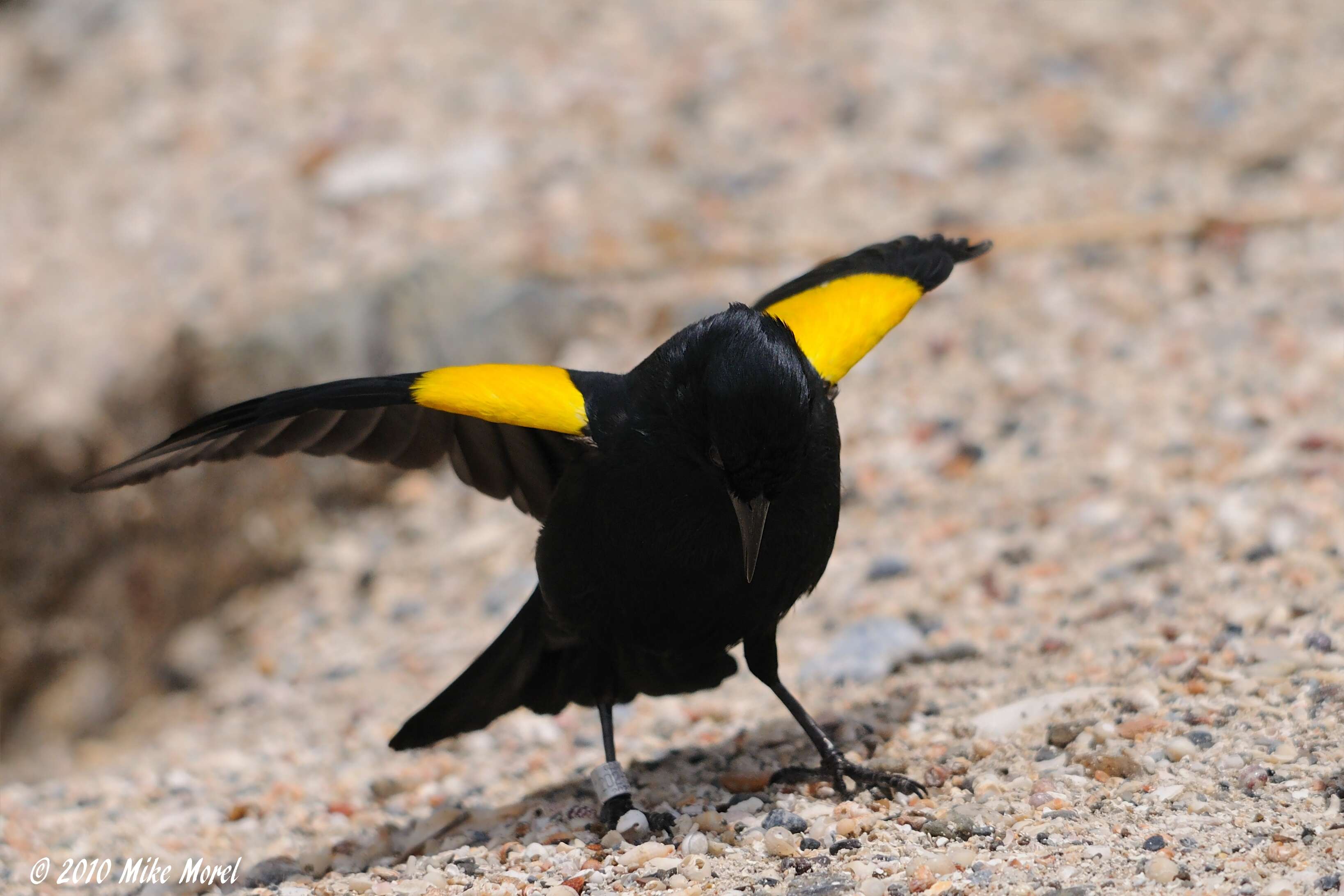 Image of Yellow-shouldered Blackbird