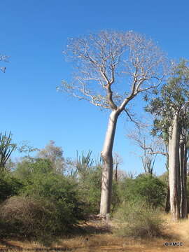 Image of Givotia madagascariensis Baill.