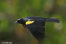 Image of Yellow-shouldered Blackbird