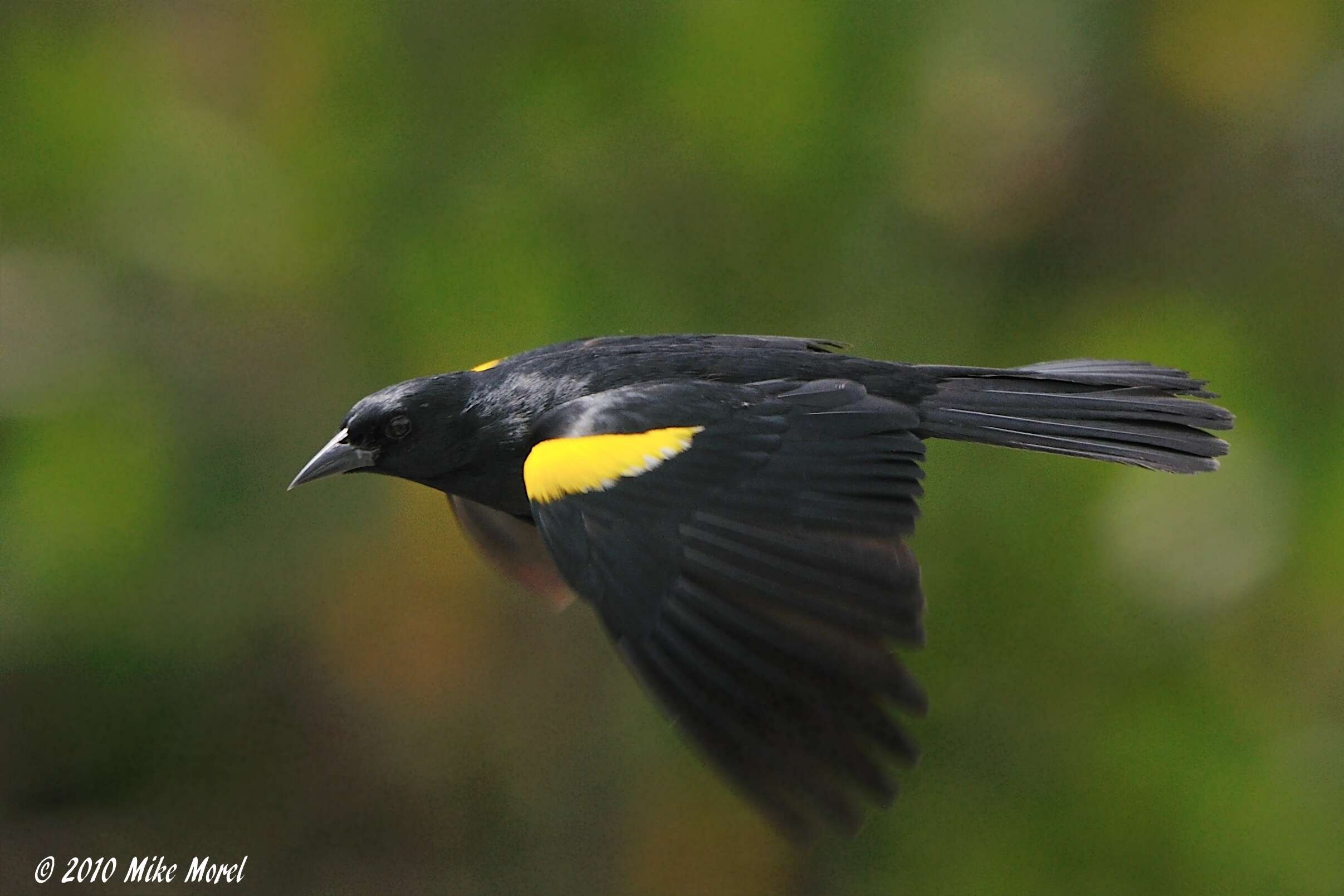 Image of Yellow-shouldered Blackbird