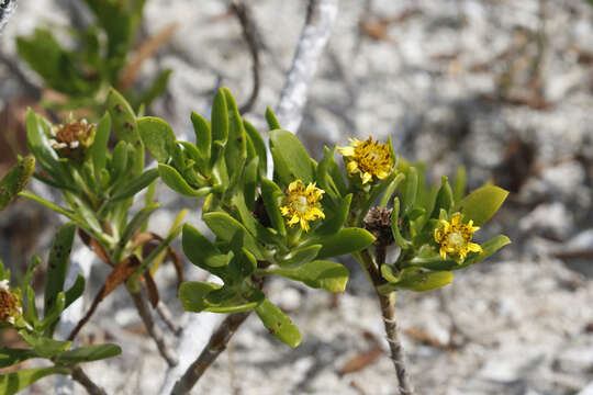 Image of Tree Oxeye