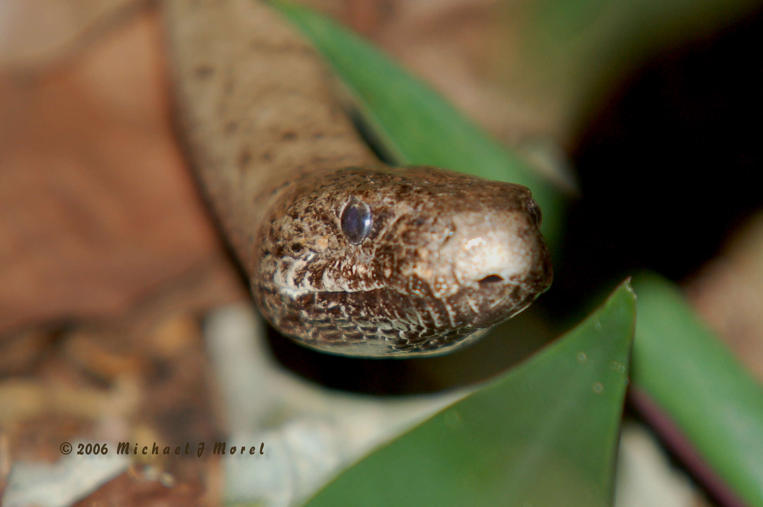 Image of Puerto Rican Boa