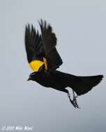 Image of Yellow-shouldered Blackbird