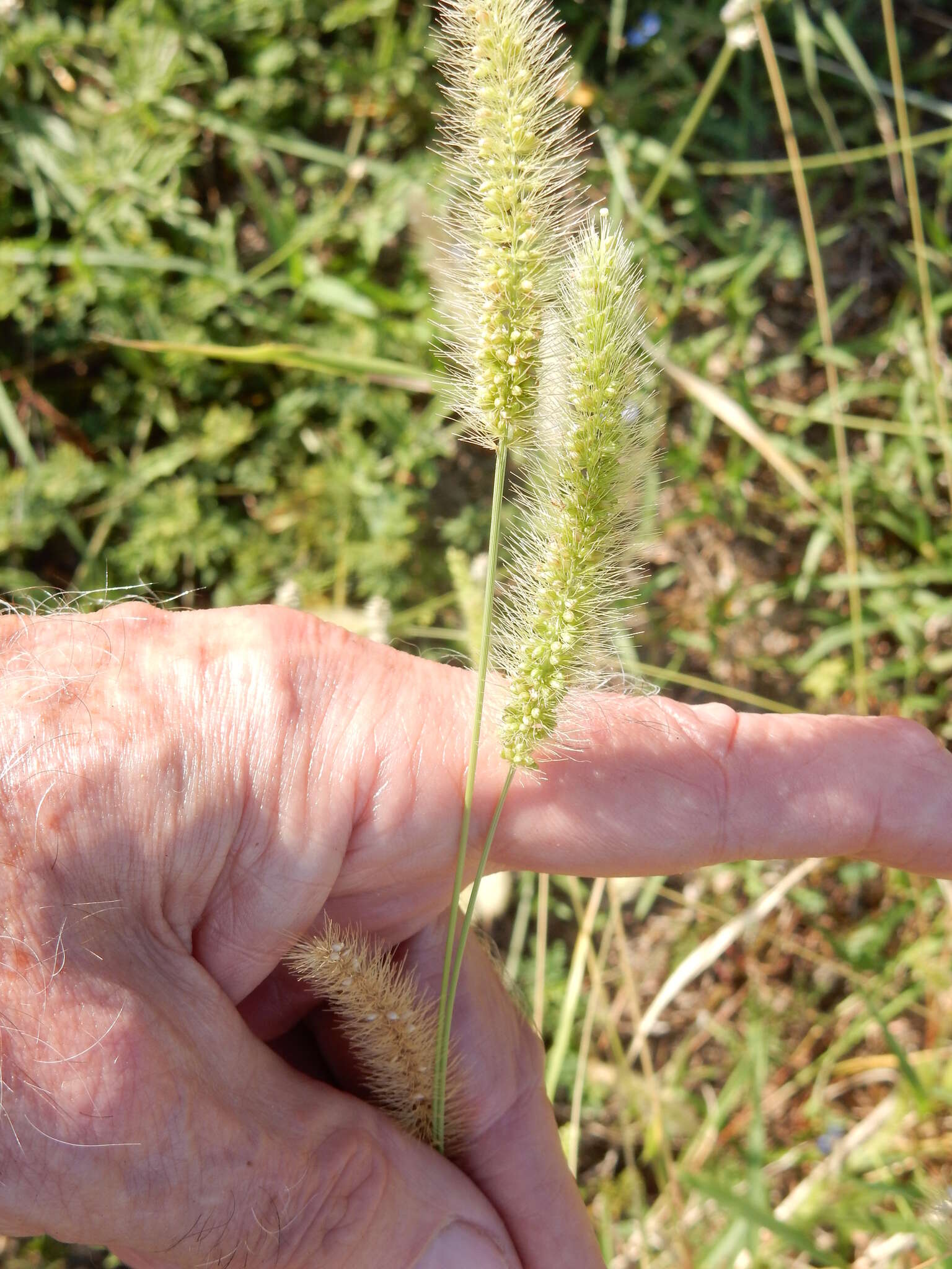 Image of Knotroot Foxtail