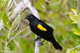 Image of Yellow-shouldered Blackbird