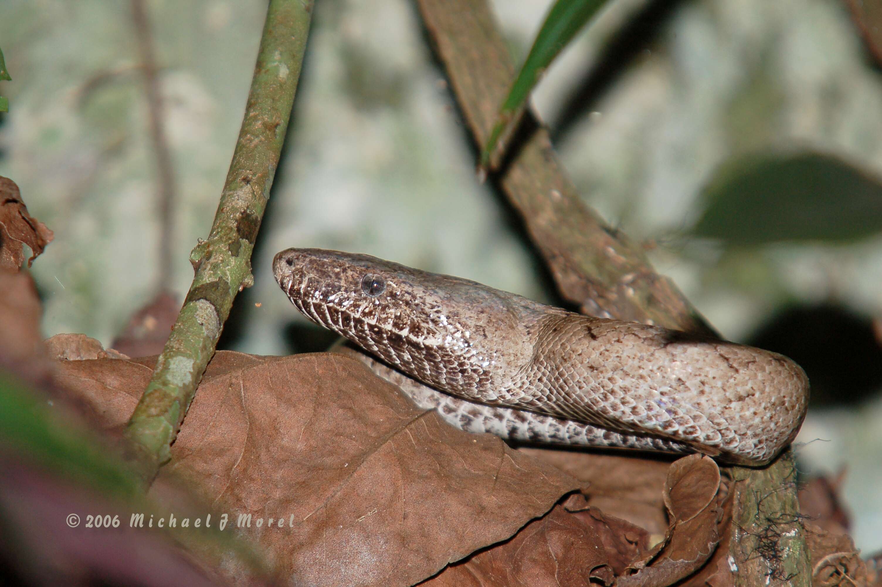 Image of Puerto Rican Boa