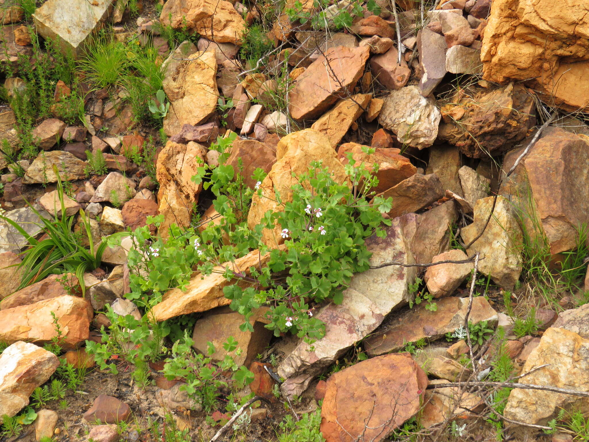 Image of Pelargonium patulum var. patulum