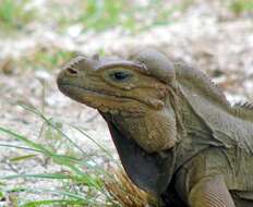 Image de Cyclura cornuta stejnegeri Barbour & Noble 1916