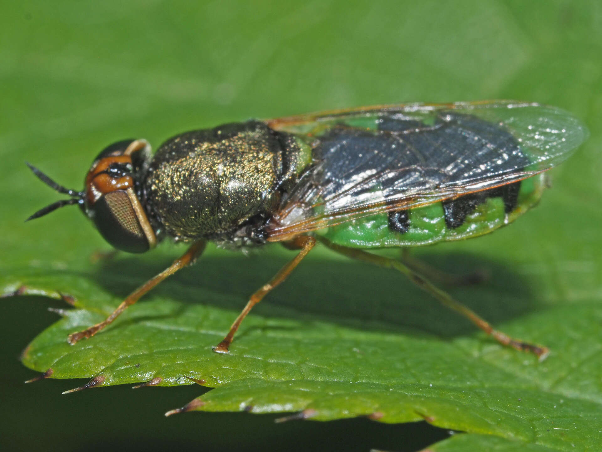 Image of Odontomyia angulata (Panzer 1798)