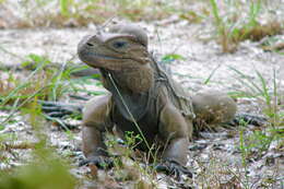 Image de Cyclura cornuta stejnegeri Barbour & Noble 1916