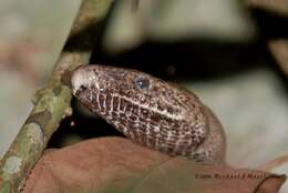 Image of Puerto Rican Boa