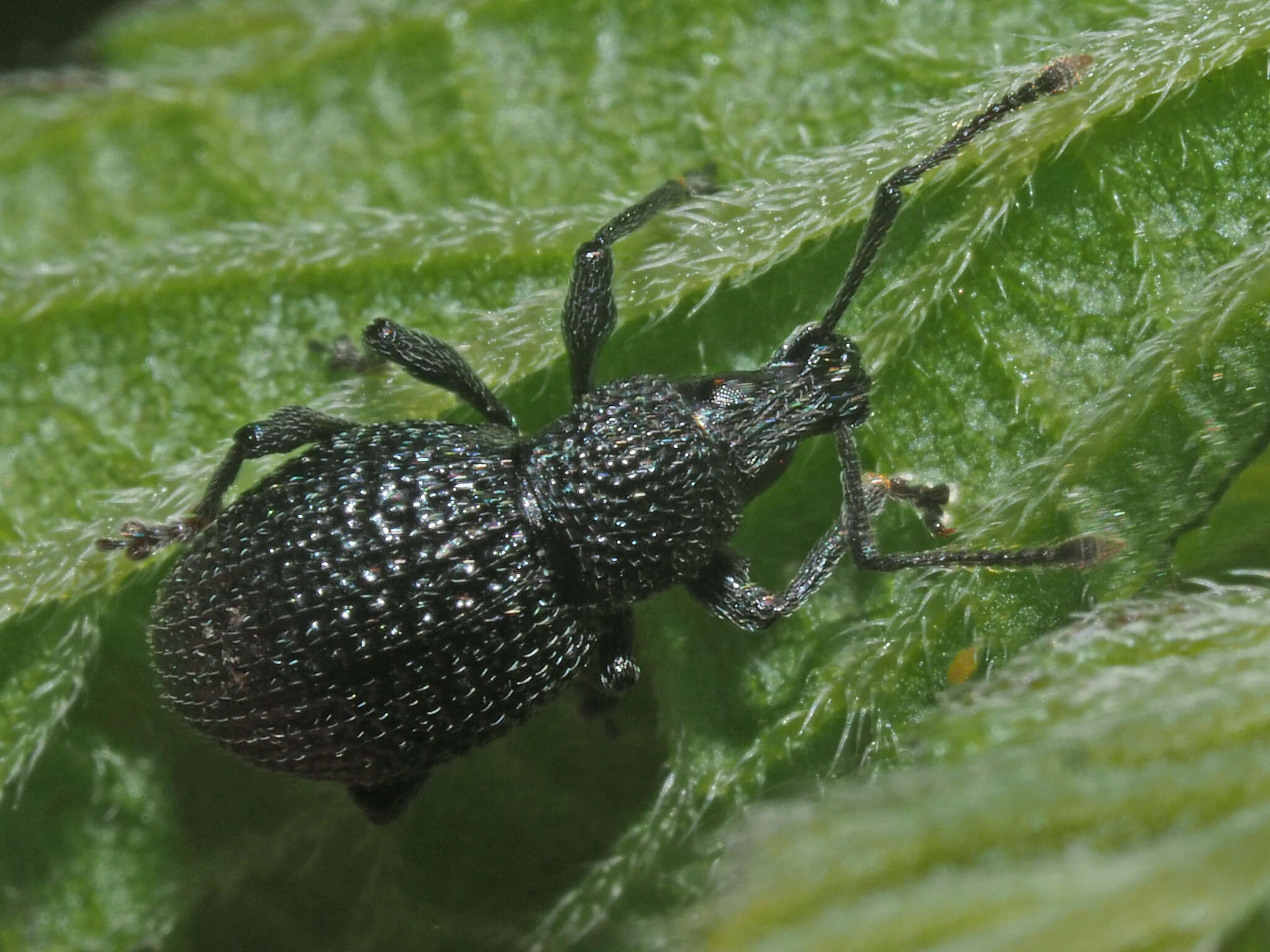 Imagem de Otiorhynchus (Padilehus) pinastri (Herbst 1795)