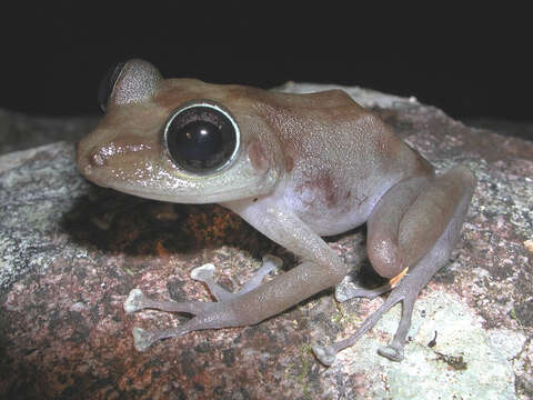 Image of Cook’s robber frog