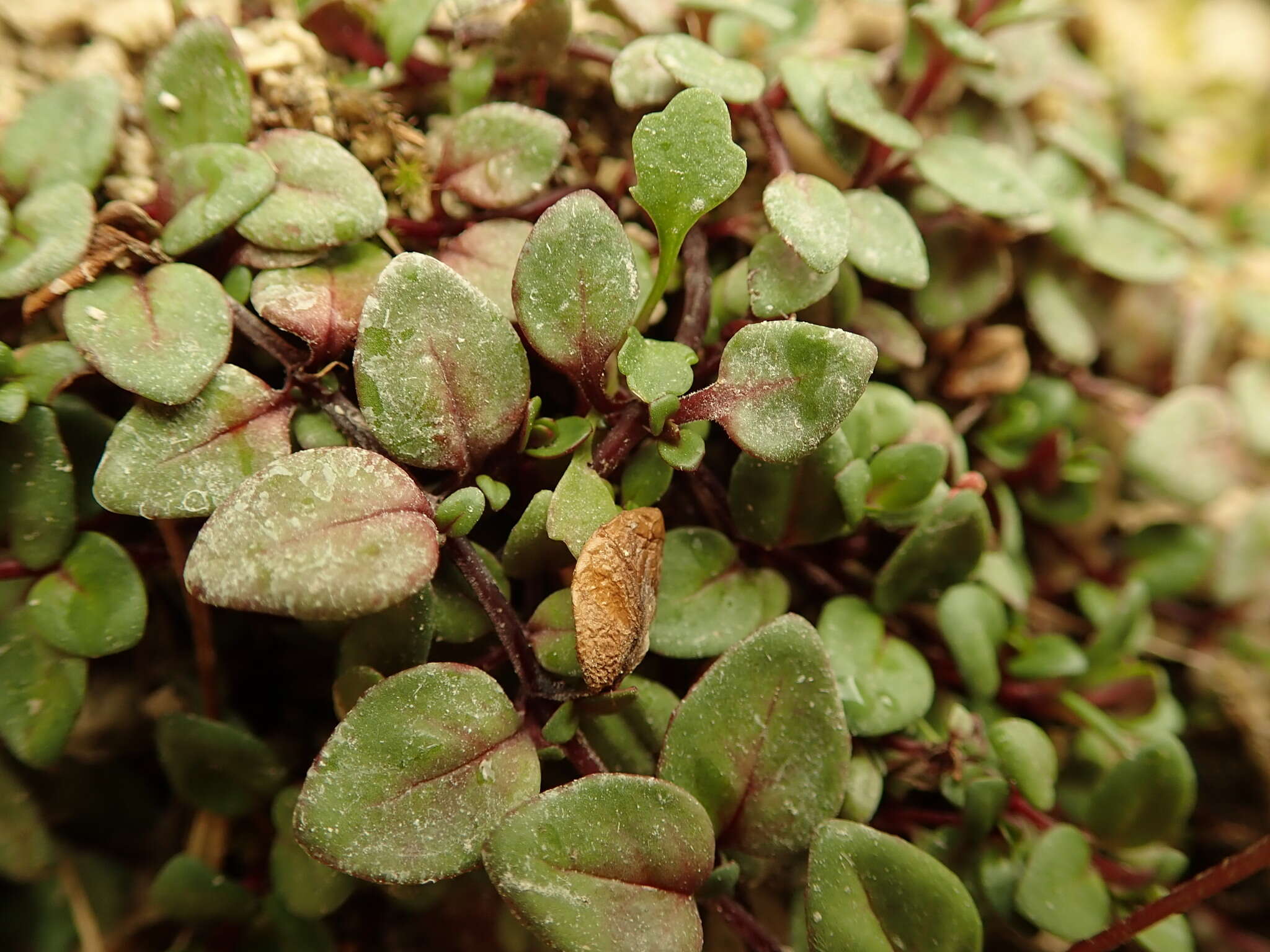 Imagem de Epilobium gracilipes T. Kirk