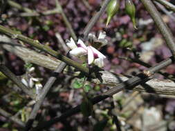 Image of Carmichaelia kirkii Hook.