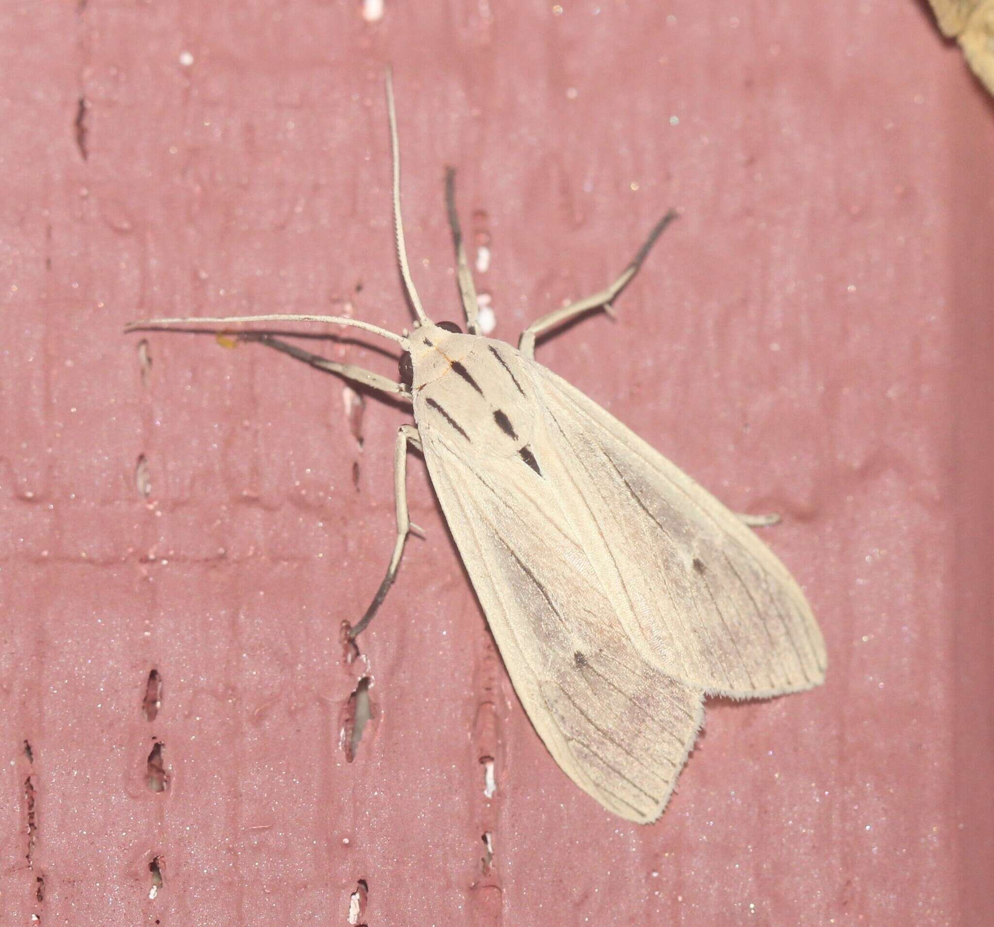 Image of Agaraea semivitrea Rothschild 1909