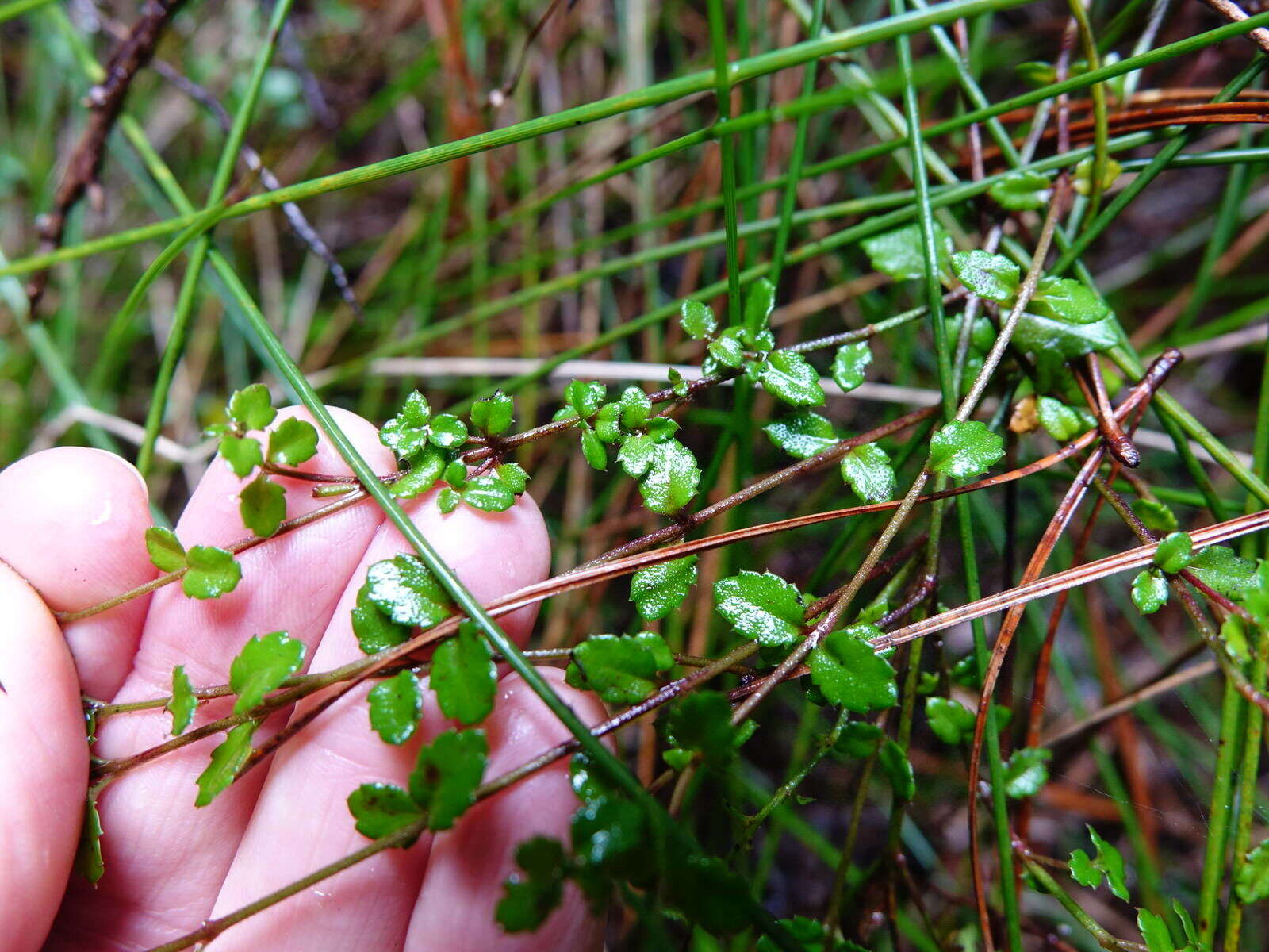 Image of Gonocarpus incanus (A. Cunn.) Orchard