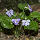 Image de Violette de Selkirk