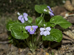 Image of Selkirk's violet