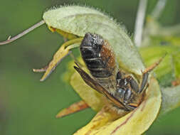 Megachile ligniseca (Kirby 1802) resmi