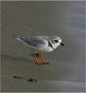 Image of Piping Plover