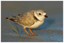 Image of Piping Plover