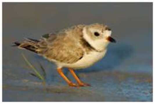 Image of Piping Plover