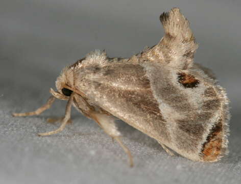 Image of Shagreened Slug Moth