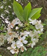 Imagem de Prunus pugetensis Jacobson & Zika