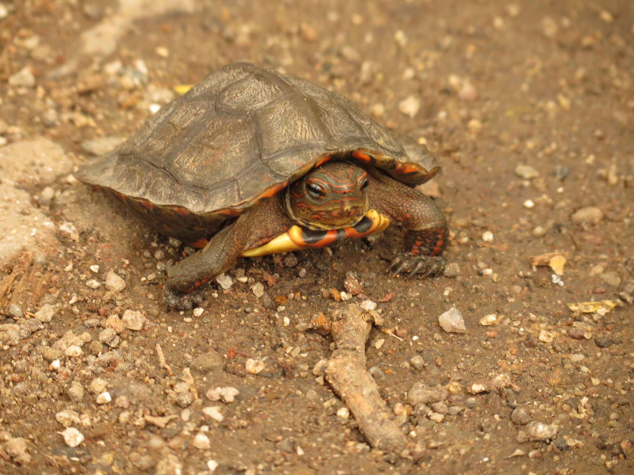 Image of Central American wood turtle