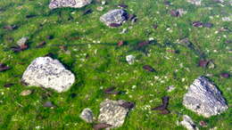 Image of Merlin's grass