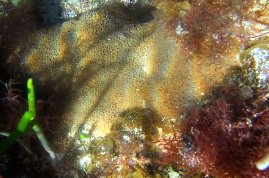 Image of Small knob coral