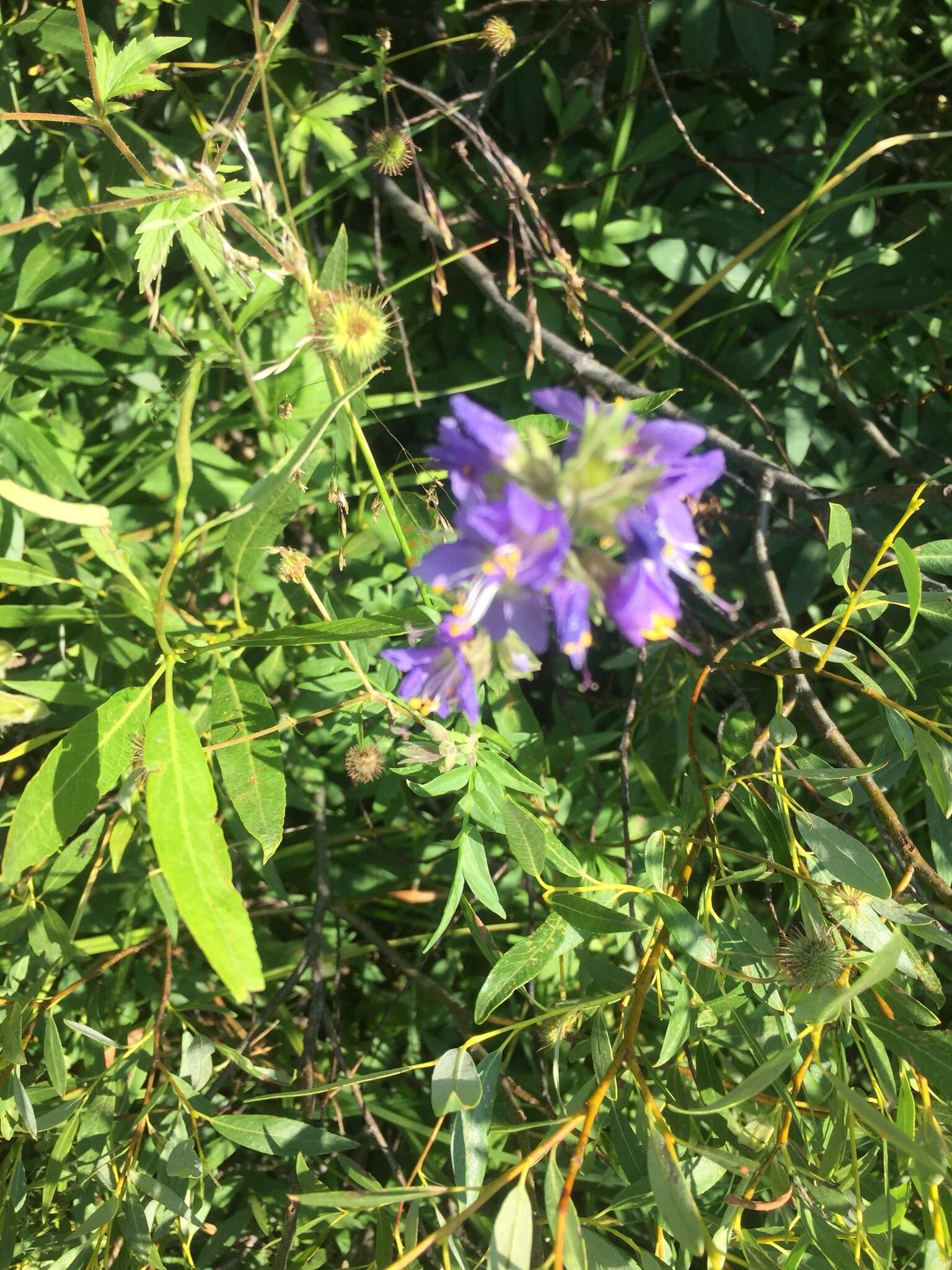 Image of western polemonium