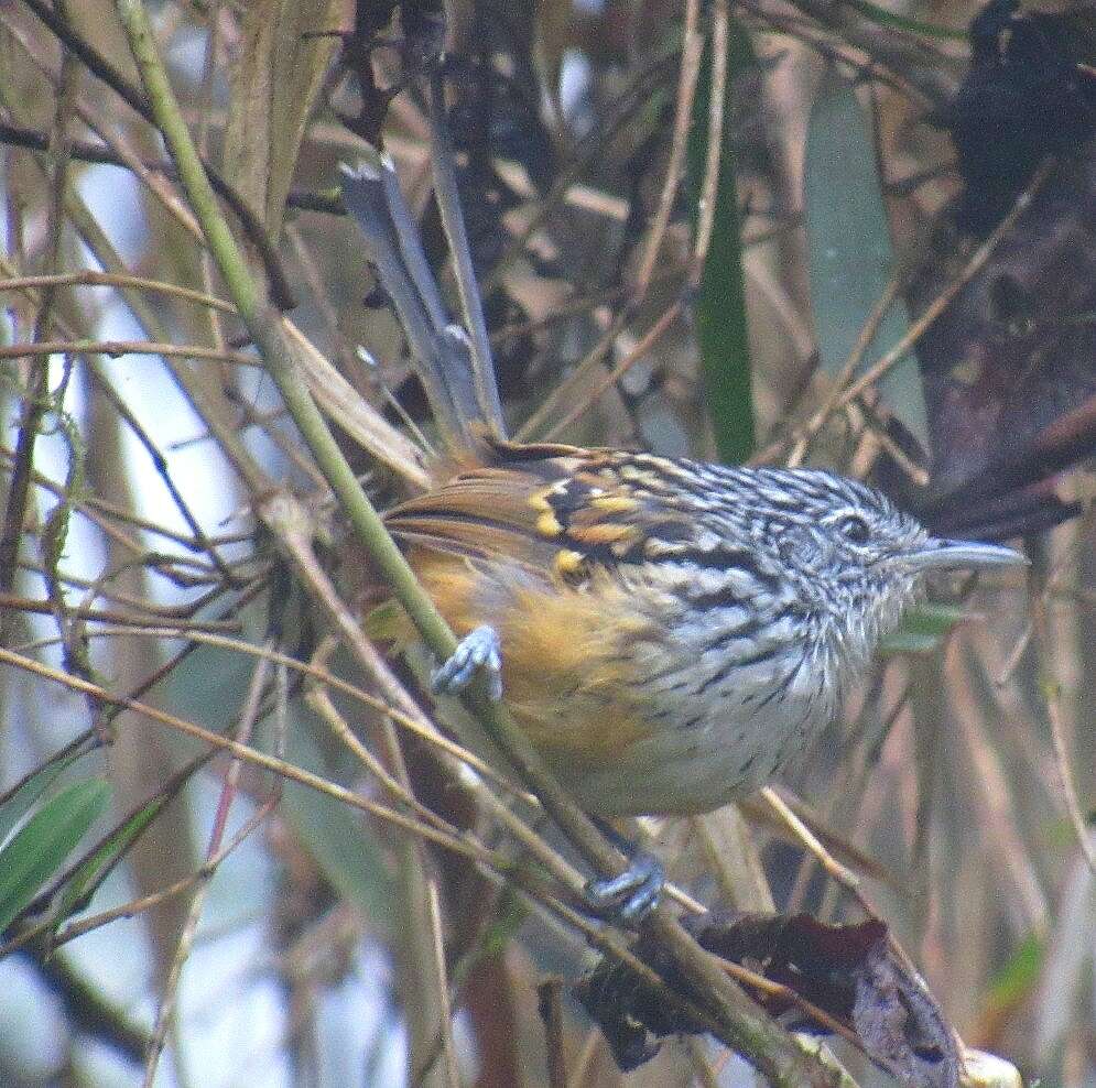 Image of Streak-headed Antbird