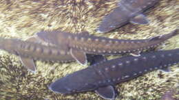 Image of Shortnose Sturgeon