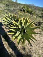 Image of Agave shawii subsp. goldmaniana (Trel.) Gentry