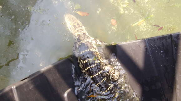 Image of alligators