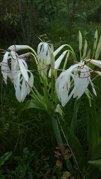 Image of Crinum firmifolium Baker