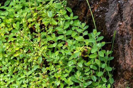 Image de Hypericum buckleyi M. A. Curt.