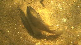 Image of Wavyrayed Lampmussel