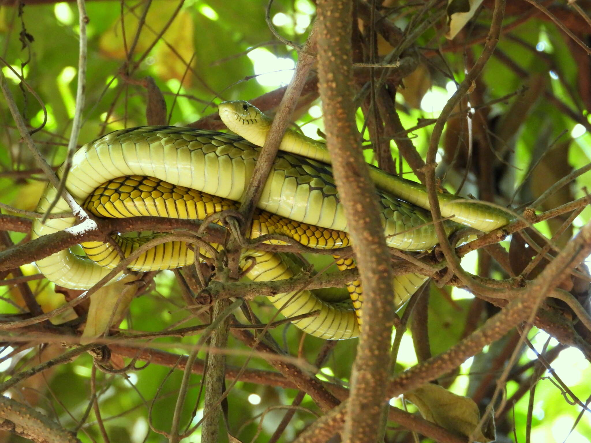 Image of Western Green Mamba